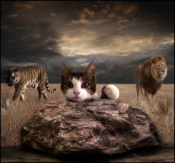 Le Chat, Le Tigre et Le Lion...